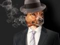 pies-z-cygarem_net
